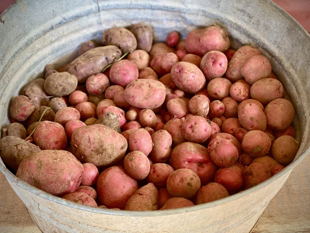 bucket of potatoes