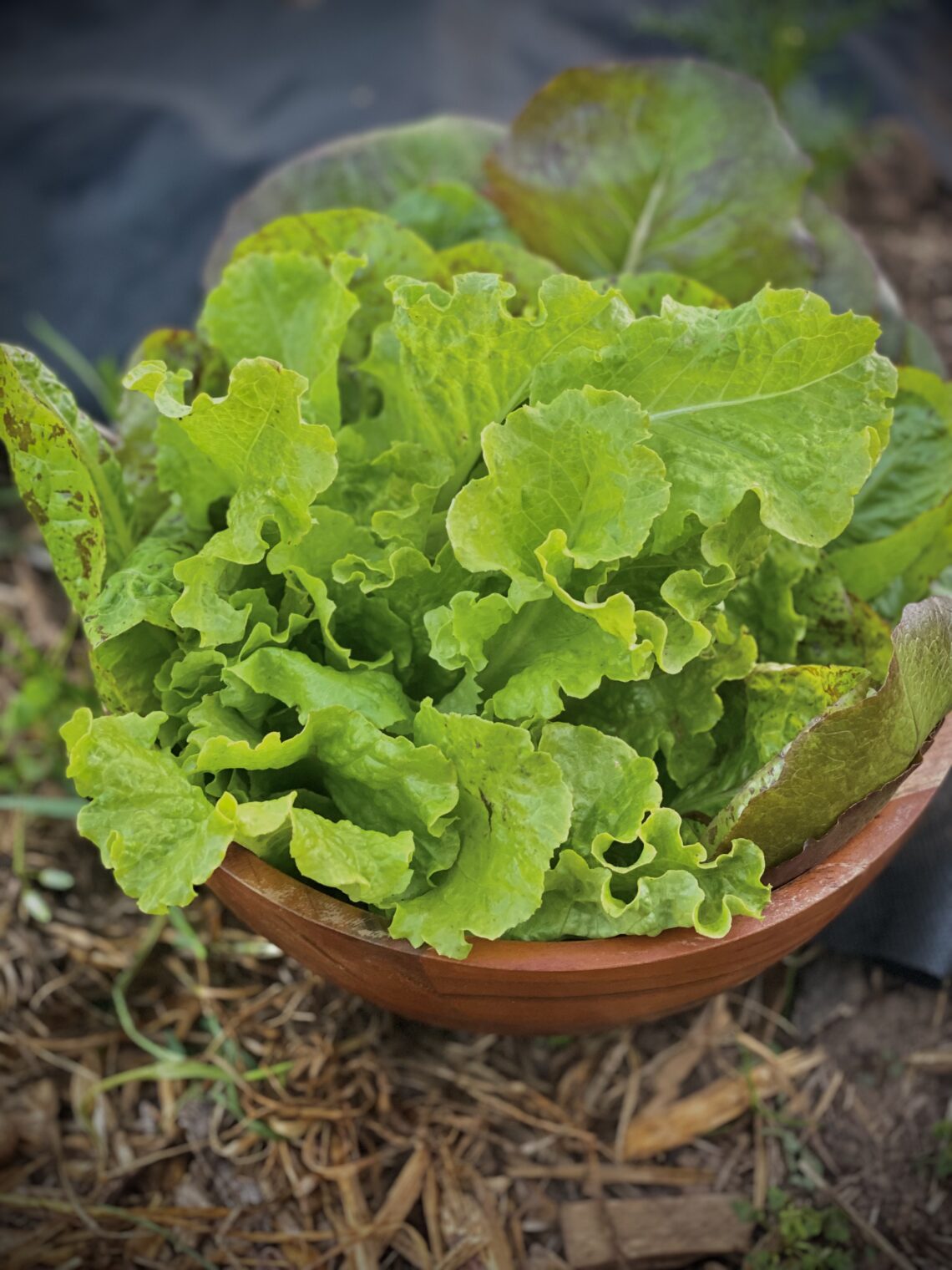 bowl of lettuce