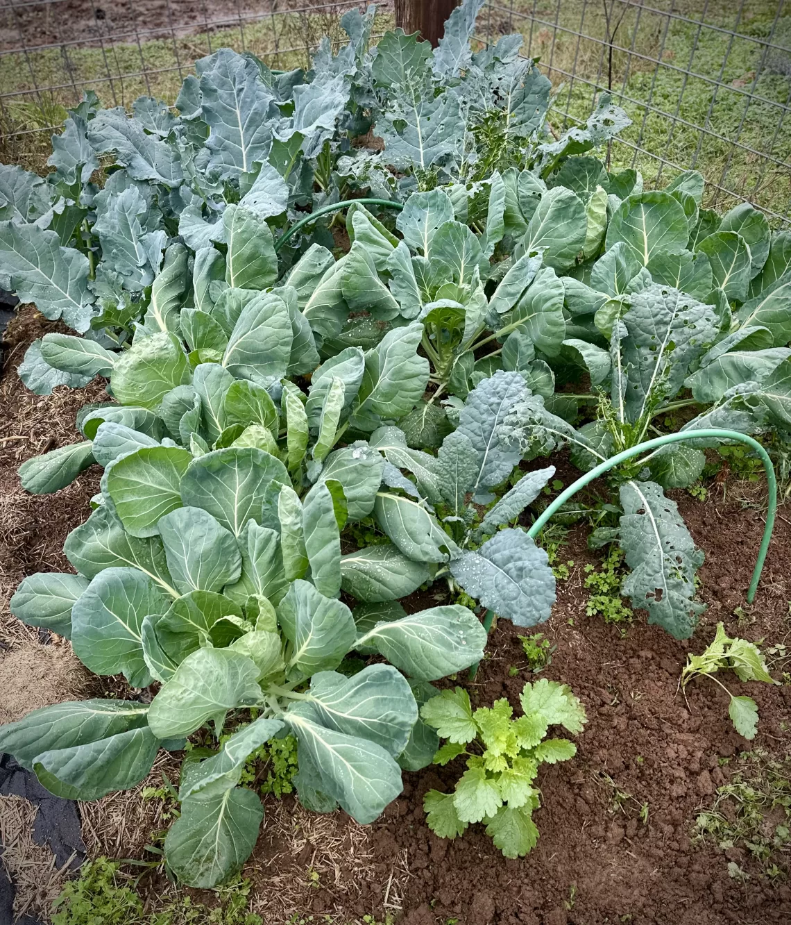 cabbage garden