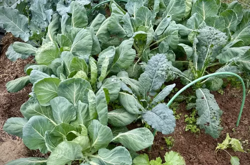 cabbage garden