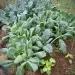 cabbage garden